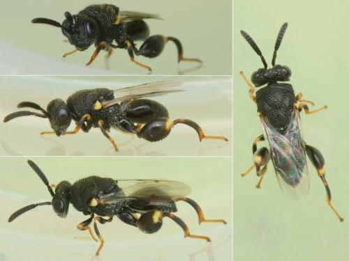 Brachymeria minuta